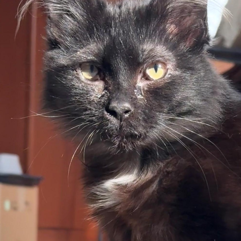 Enlarge Tarin, a ADOPTABLE Domestic Medium Hair in Winchester, VA image 2/2