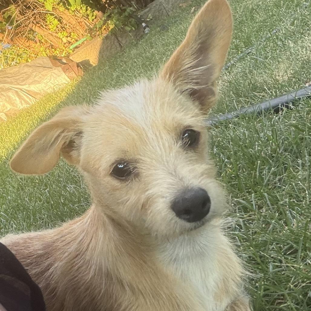 Odie, a Adoptable Terrier in Cashmere, WA image 1/6