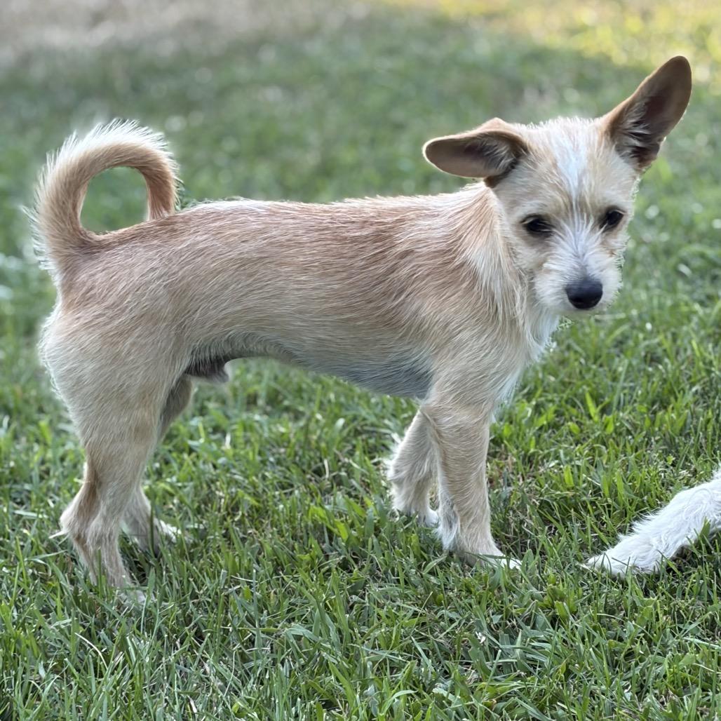 Odie, a Adoptable Terrier in Cashmere, WA image 2/6