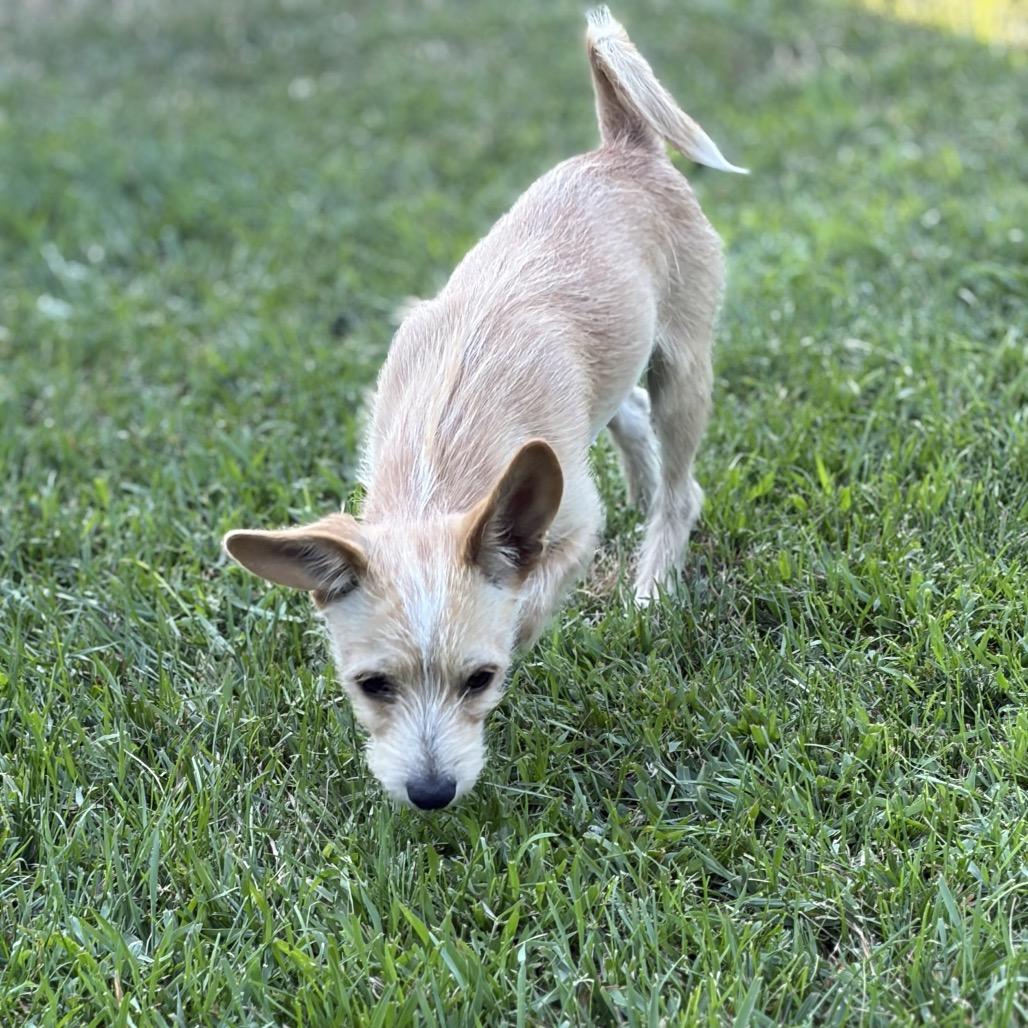 Odie, a Adoptable Terrier in Cashmere, WA image 3/6