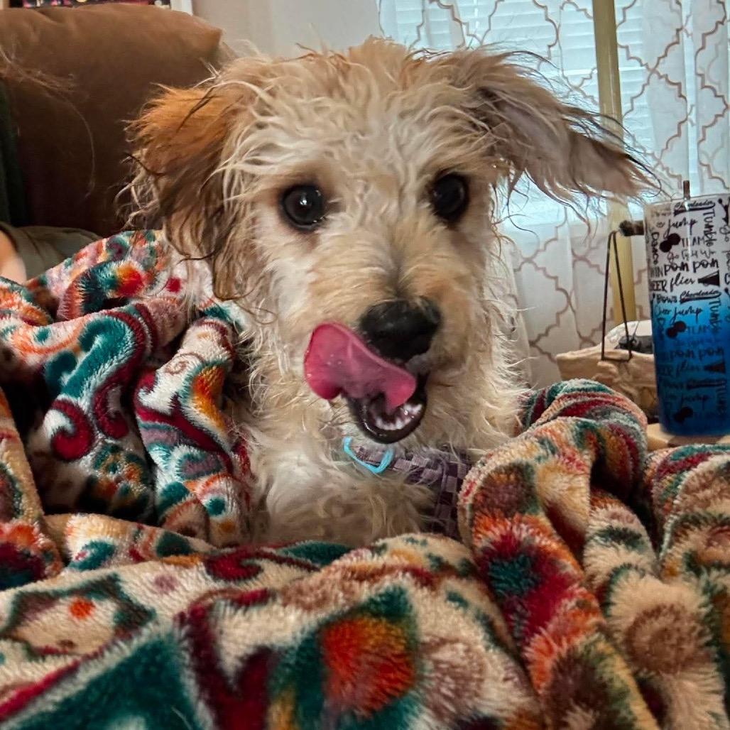 Odie, a Adoptable Terrier in Cashmere, WA image 4/6
