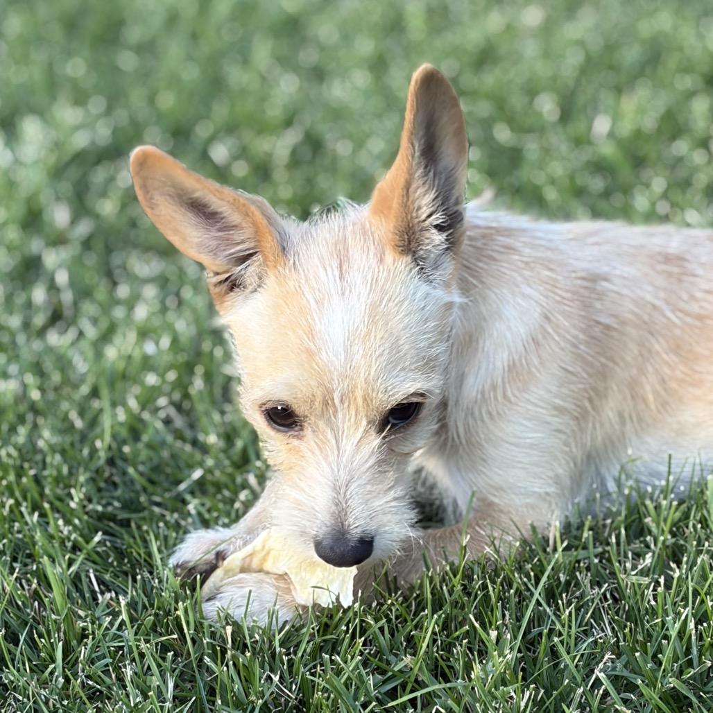 Odie, a Adoptable Terrier in Cashmere, WA image 5/6