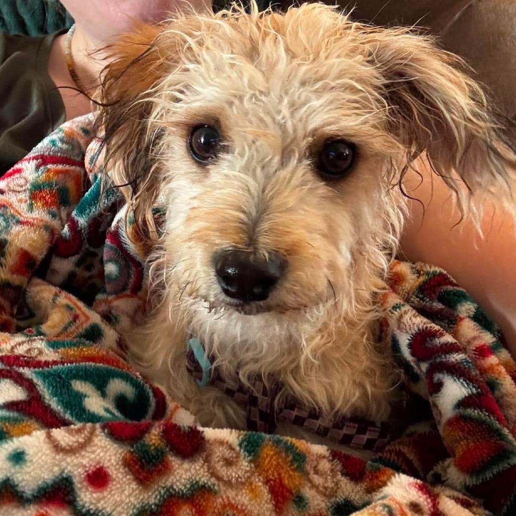 Odie, a Adoptable Terrier in Cashmere, WA image 6/6
