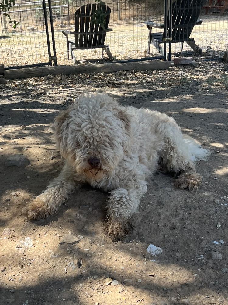 Sanders (AKA Sandy), a Adoptable mixed breed in Jamestown, CA image 1/6