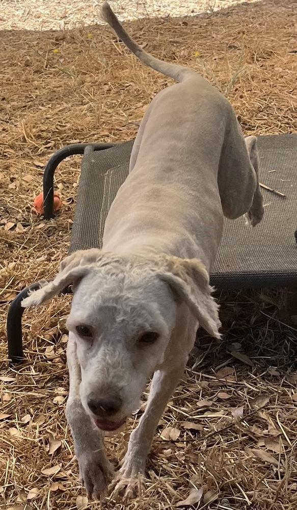 Sanders (AKA Sandy), a Adoptable mixed breed in Jamestown, CA image 2/6