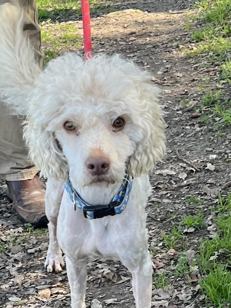 Enlarge Sanders, a Adoptable mixed breed in Jamestown, CA image 2/6