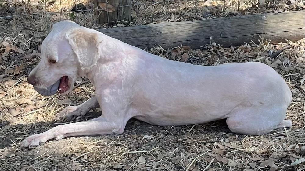Sanders (AKA Sandy), a Adoptable mixed breed in Jamestown, CA image 3/6