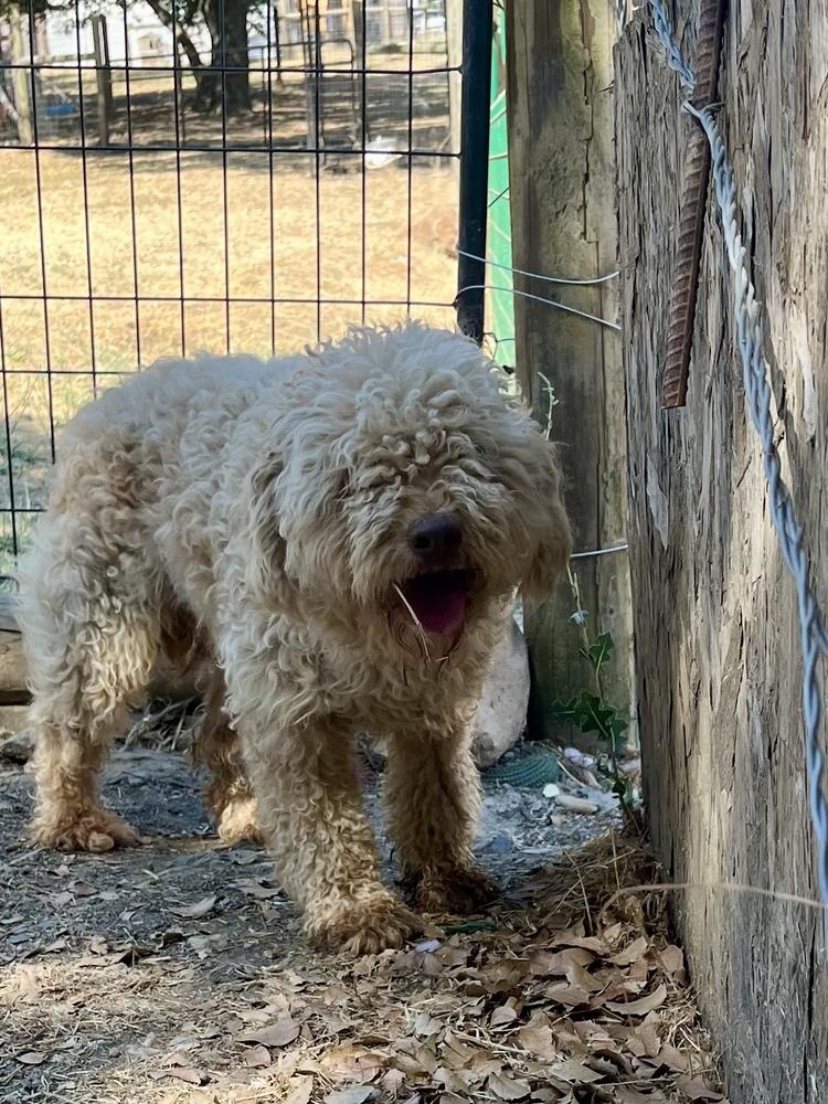 Sanders (AKA Sandy), a Adoptable mixed breed in Jamestown, CA image 4/6