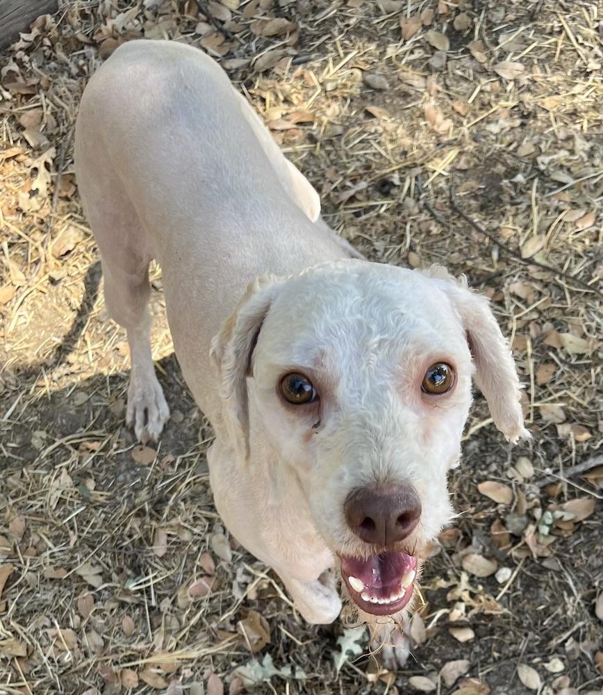 Sanders (AKA Sandy), a Adoptable mixed breed in Jamestown, CA image 5/6