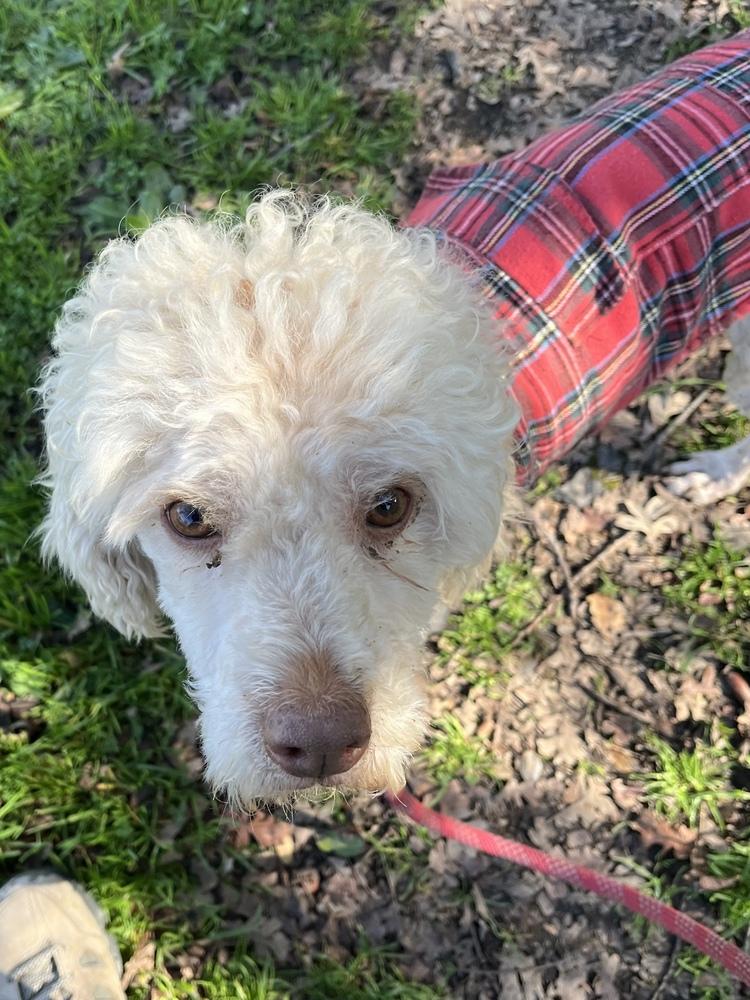 Enlarge Sanders, a Adoptable mixed breed in Jamestown, CA image 5/6