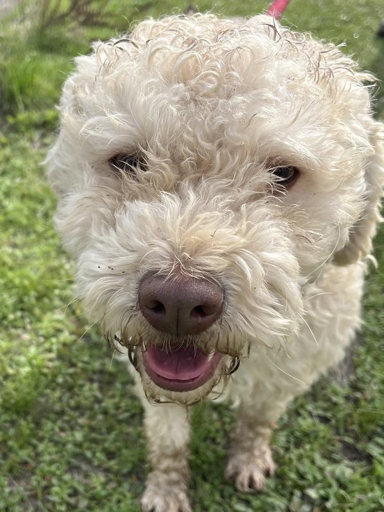 Sanders (AKA Sandy), a Adoptable mixed breed in Jamestown, CA image 6/6