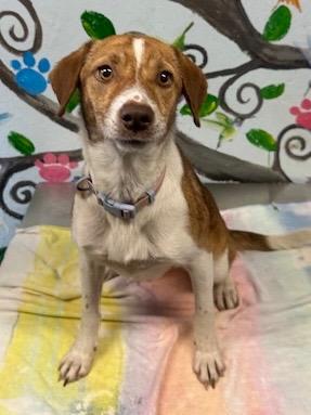 Ellie 25, Adoptable, Adult Female Hound.