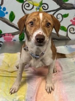 Enlarge Ellie 25, a Adoptable mixed breed in Brookhaven, MS image 2/3