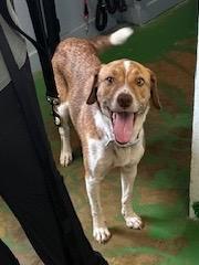 Enlarge Ellie 25, a Adoptable mixed breed in Brookhaven, MS image 3/3