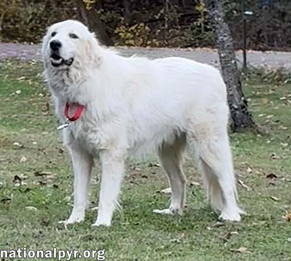 Griff in TN - Enjoys Lazy Walks!, a Adoptable Great Pyrenees image 3/4