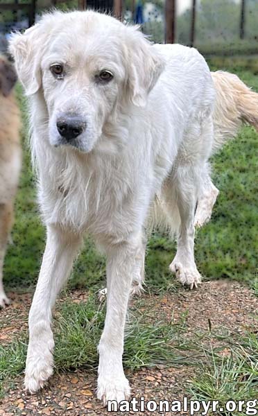 Griff in TN - Enjoys Lazy Walks!