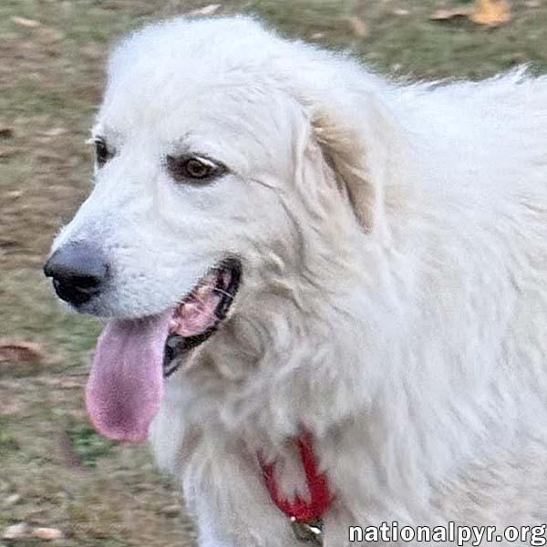 Griff in TN - Enjoys Lazy Walks!, Adoptable, Adult Male Great Pyrenees.