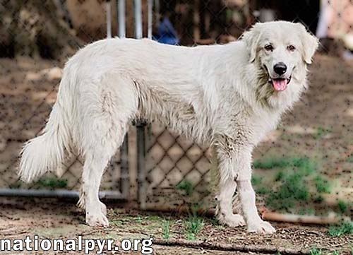 Griff in TN - Enjoys Lazy Walks!