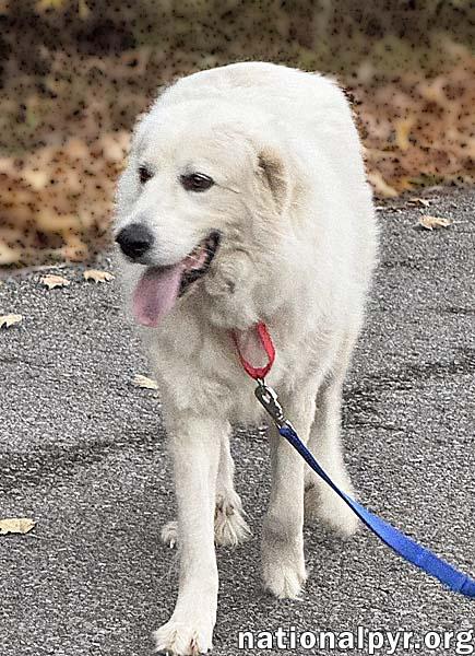 Griff in TN - Enjoys Lazy Walks!