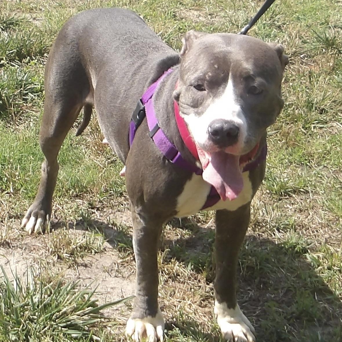 Enlarge June, an adopted Pit Bull Terrier in Gloucester, VA image 3/3