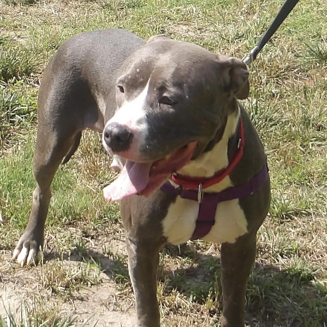 Enlarge June, an adopted Pit Bull Terrier in Gloucester, VA image 2/3