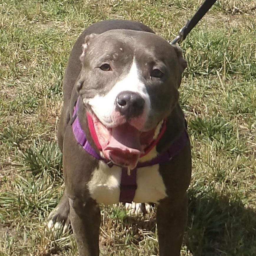Enlarge June, an adopted Pit Bull Terrier in Gloucester, VA image 1/3