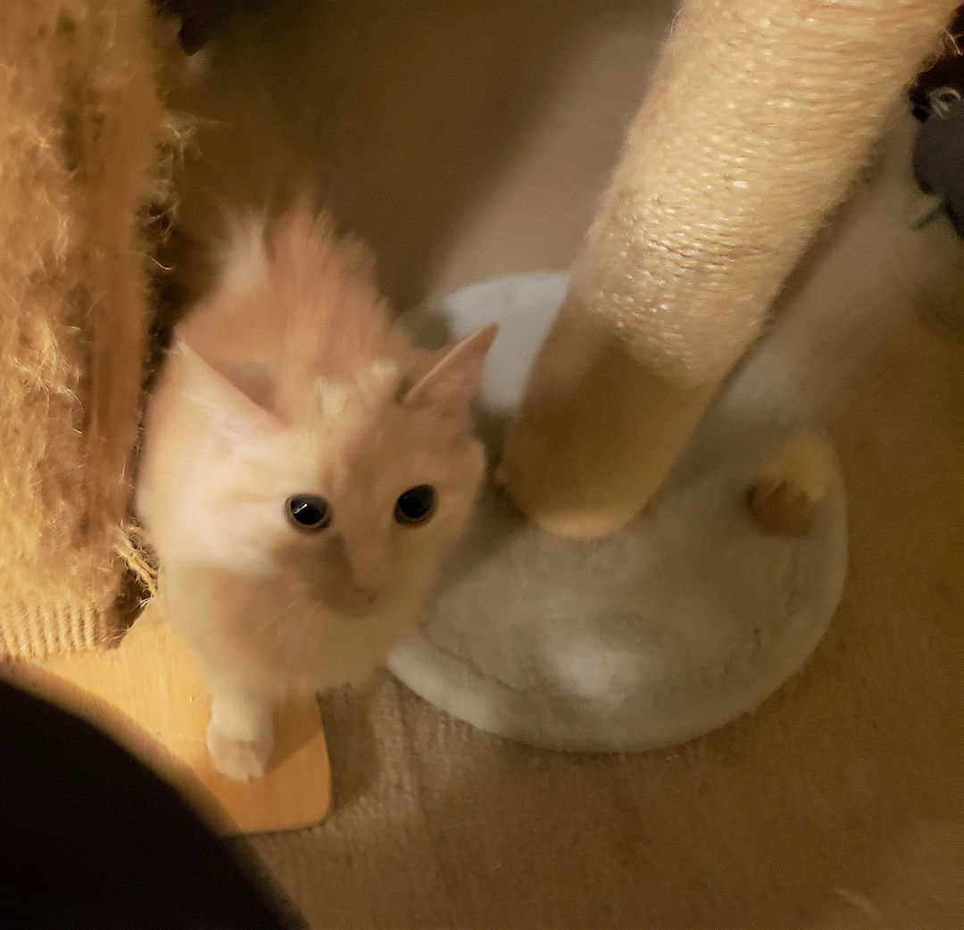 Enlarge Molly, a Adoptable Domestic Medium Hair in Montgomery, IL image 1/2