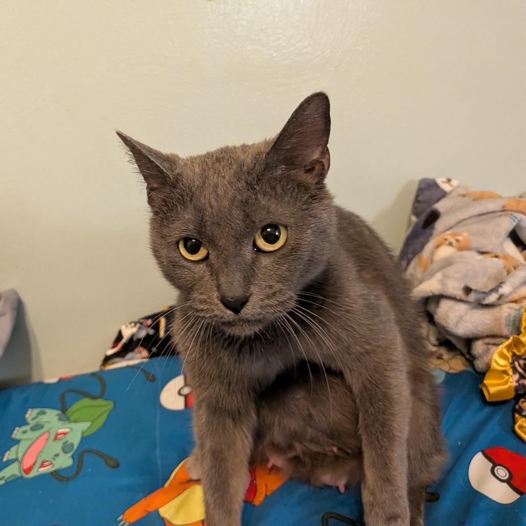 Mya, Adoptable, Adult Female Domestic Short Hair.