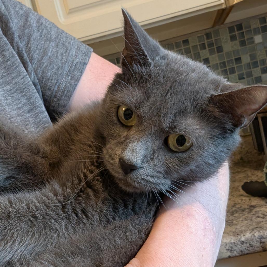 Mya, a Adoptable Domestic Short Hair in Irwin, PA image 3/5