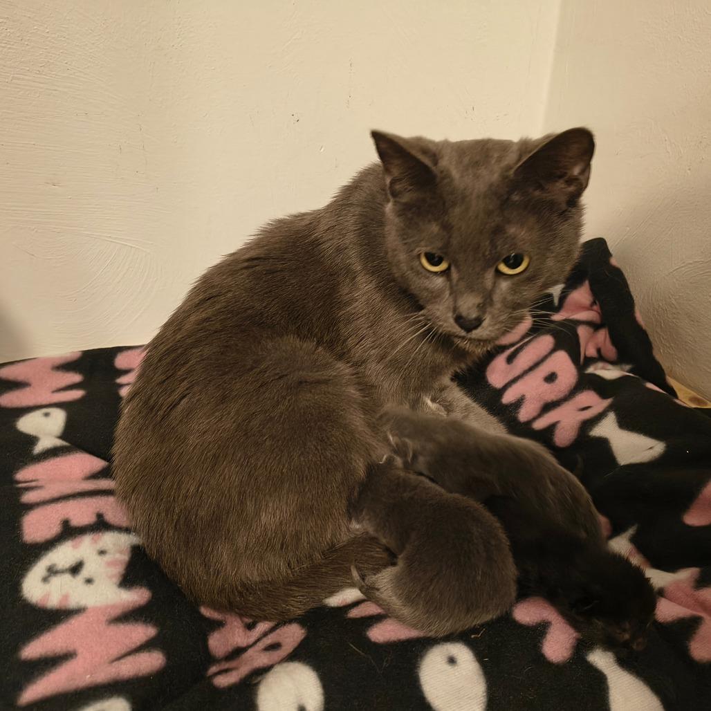 Mya, a Adoptable Domestic Short Hair in Irwin, PA image 4/5
