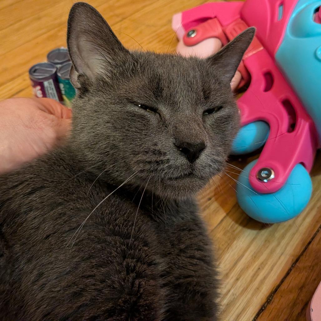Mya, a Adoptable Domestic Short Hair in Irwin, PA image 5/5