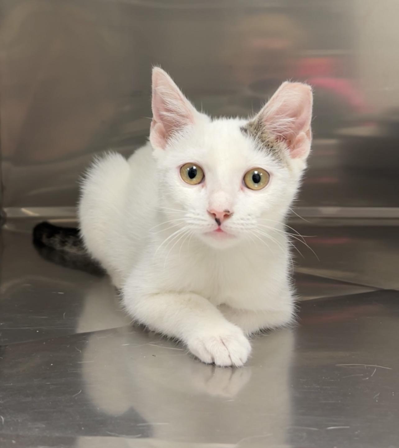 Riley, Adoptable, Kitten Female Domestic Short Hair.
