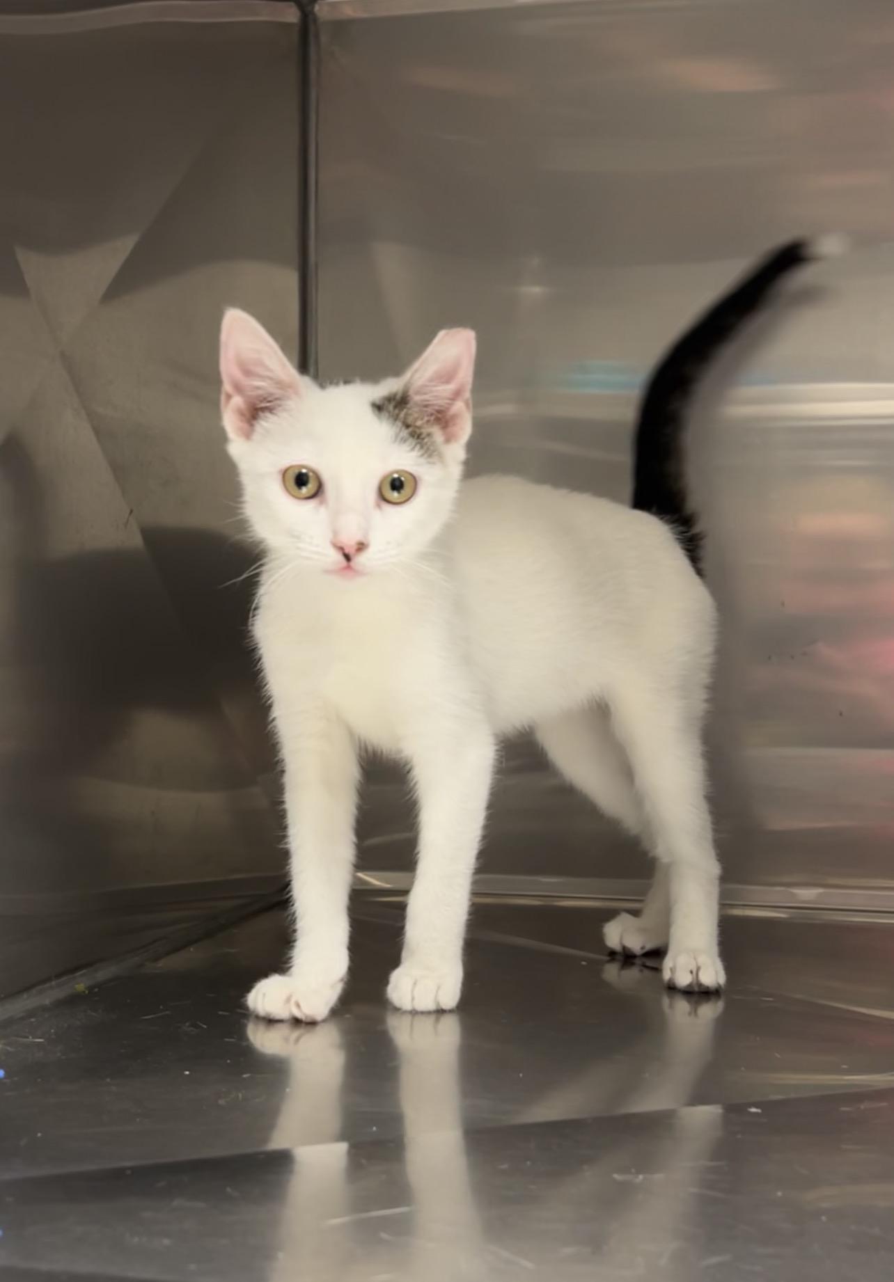 Riley, a Adoptable Domestic Short Hair in Montville, NJ image 2/6