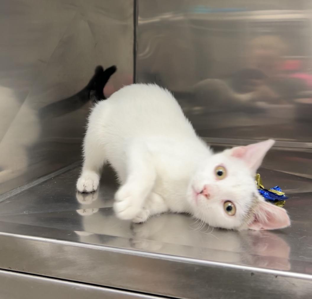 Riley, a Adoptable Domestic Short Hair in Montville, NJ image 3/6