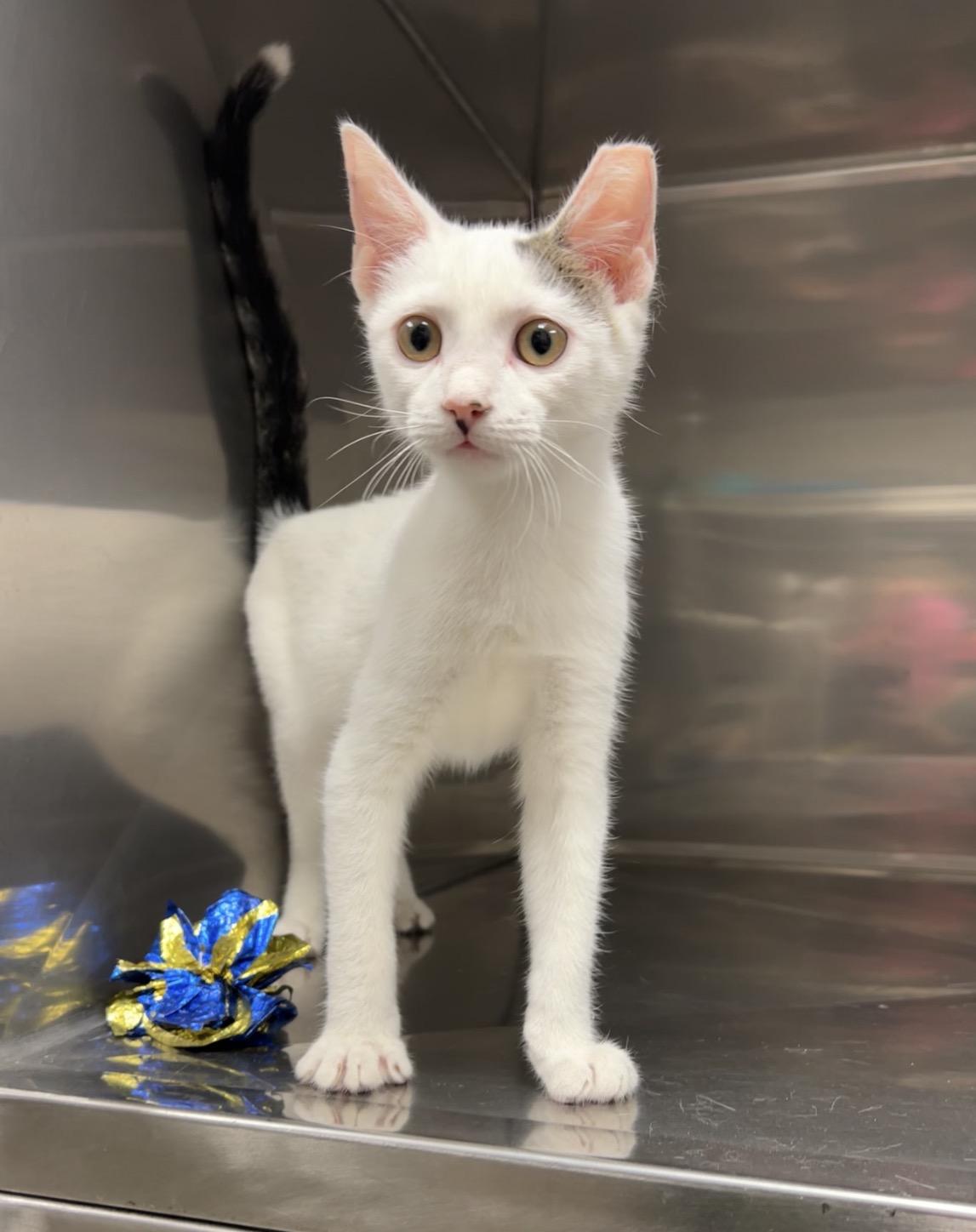 Riley, a Adoptable Domestic Short Hair in Montville, NJ image 6/6