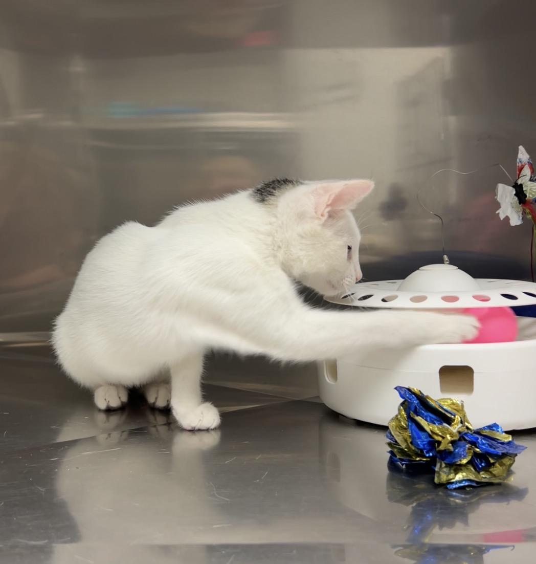 Riley, a Adoptable Domestic Short Hair in Montville, NJ image 4/6