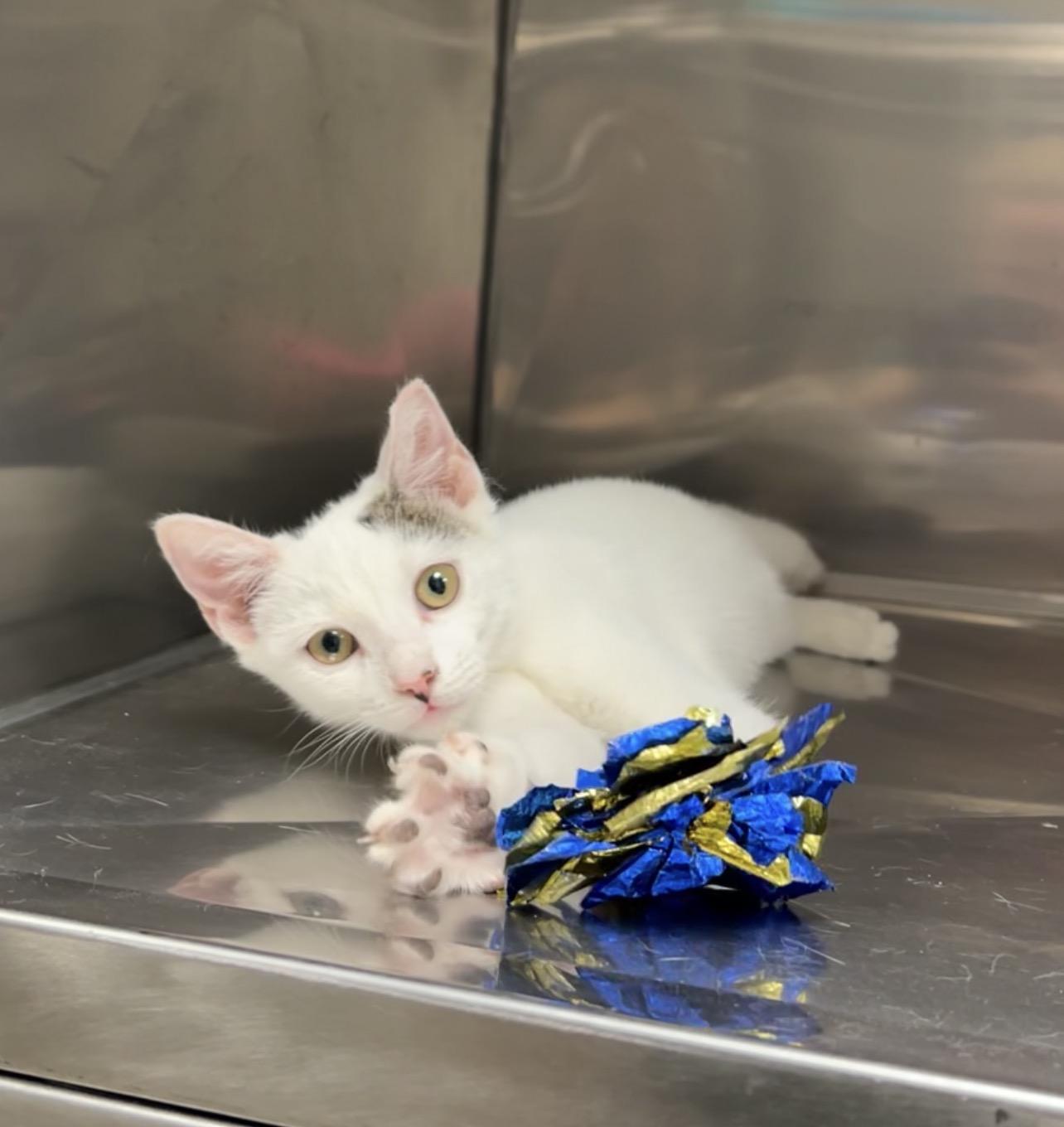Riley, a Adoptable Domestic Short Hair in Montville, NJ image 5/6