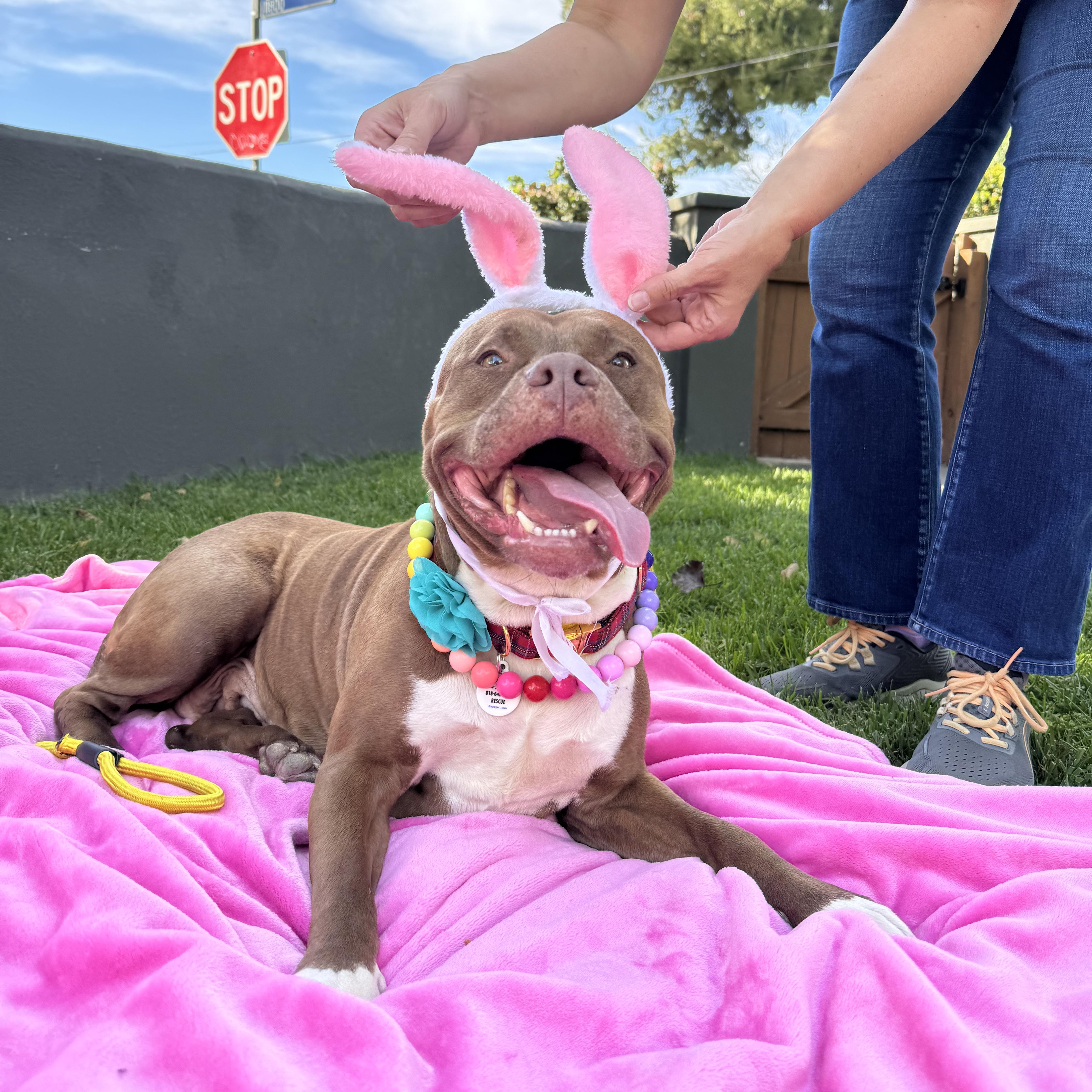 Brandi, ADOPTABLE, Adult Female Pit Bull Terrier & American Staffordshire Terrier.