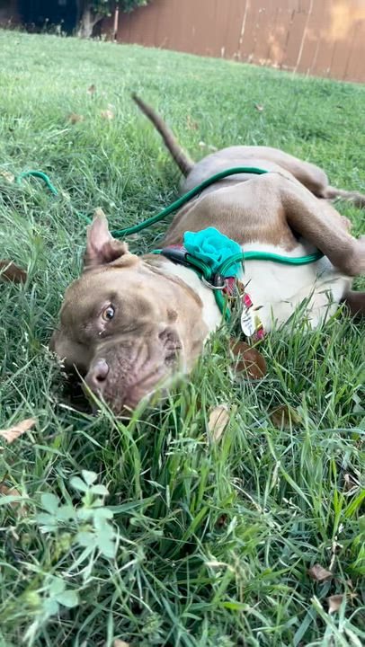 Enlarge Brandi, a ADOPTABLE Pit Bull Terrier in Sun Valley, CA video 4/4