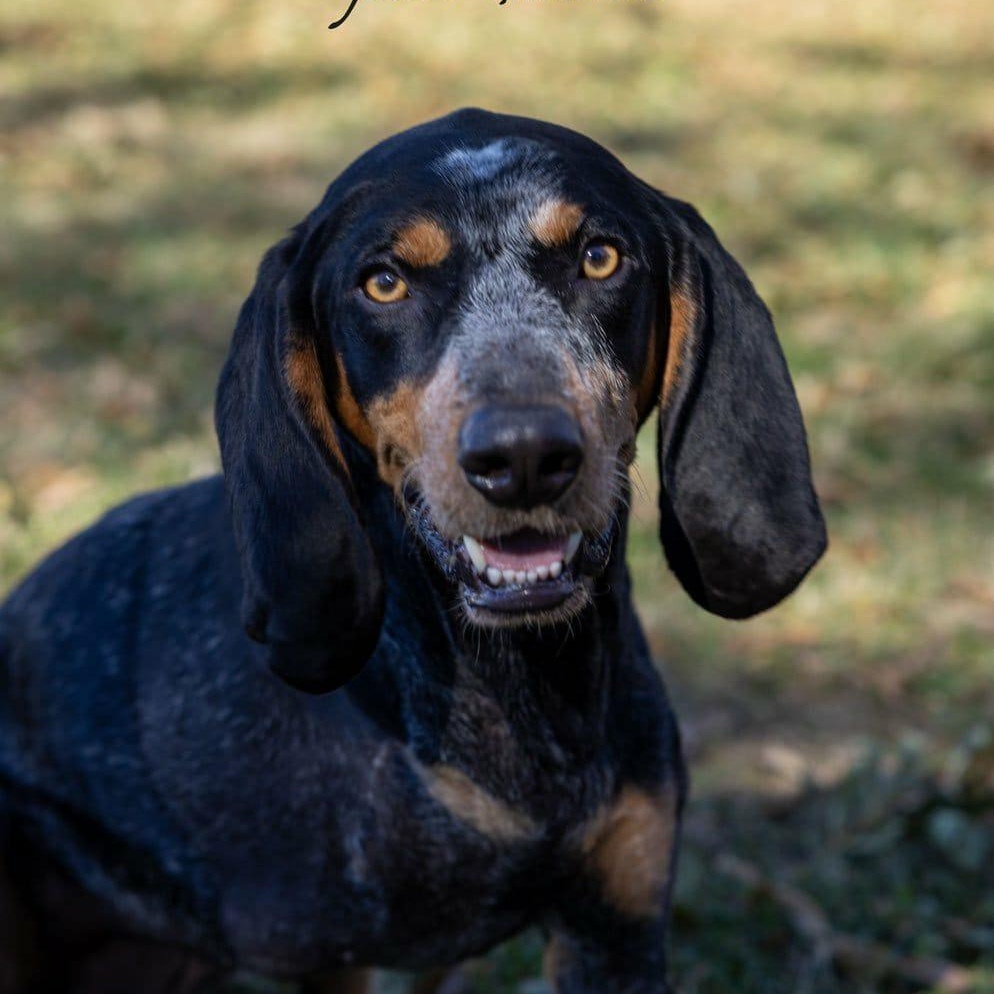 Huckleberry, ADOPTABLE, Young Male Bluetick Coonhound.