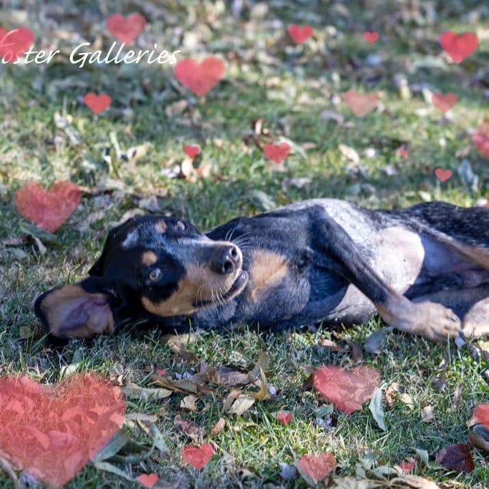 Enlarge Huckleberry, an adopted Bluetick Coonhound in Greeneville, TN image 5/6