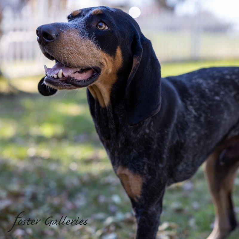 Enlarge Huckleberry, an adopted Bluetick Coonhound in Greeneville, TN image 2/6