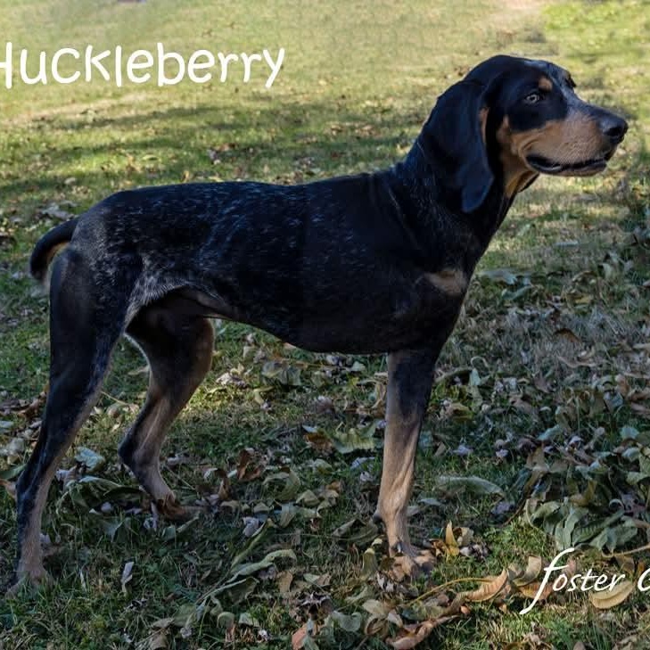 Enlarge Huckleberry, an adopted Bluetick Coonhound in Greeneville, TN image 3/6