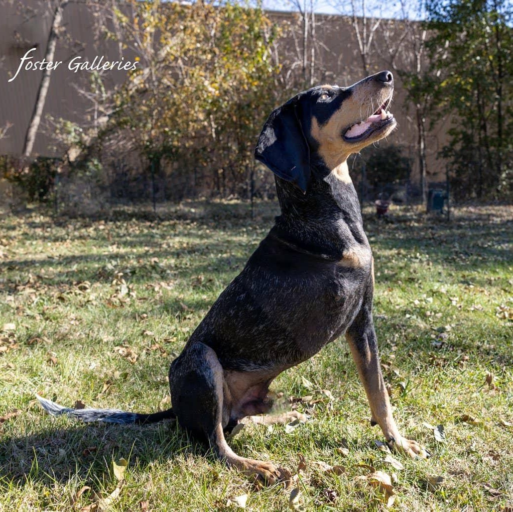 Enlarge Huckleberry, an adopted Bluetick Coonhound in Greeneville, TN image 4/6