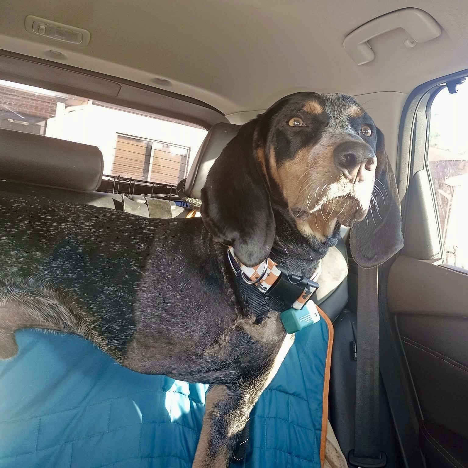 Enlarge Huckleberry, an adopted Bluetick Coonhound in Greeneville, TN image 6/6