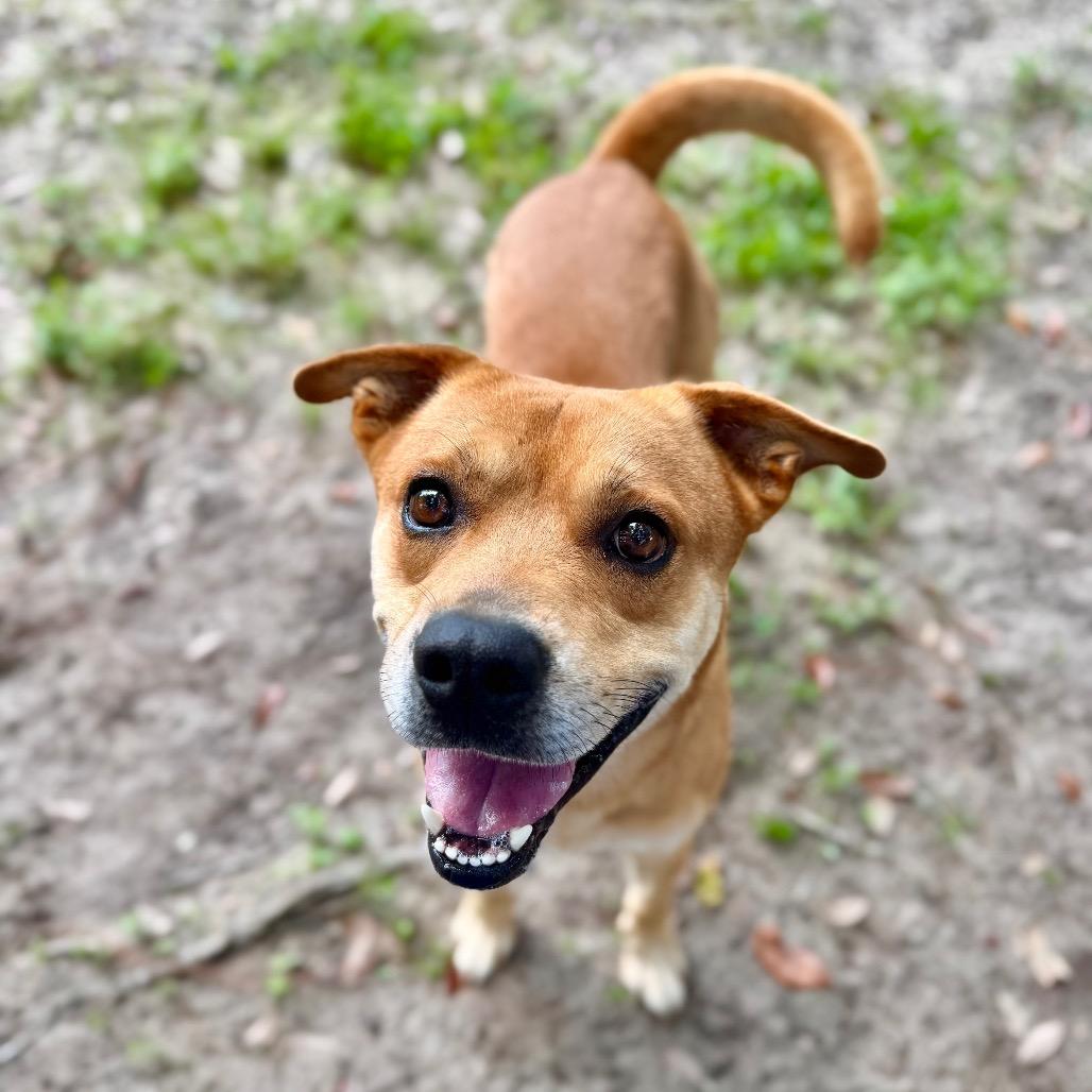 Elijah, a Adoptable Mixed Breed in Milton, FL image 1/6