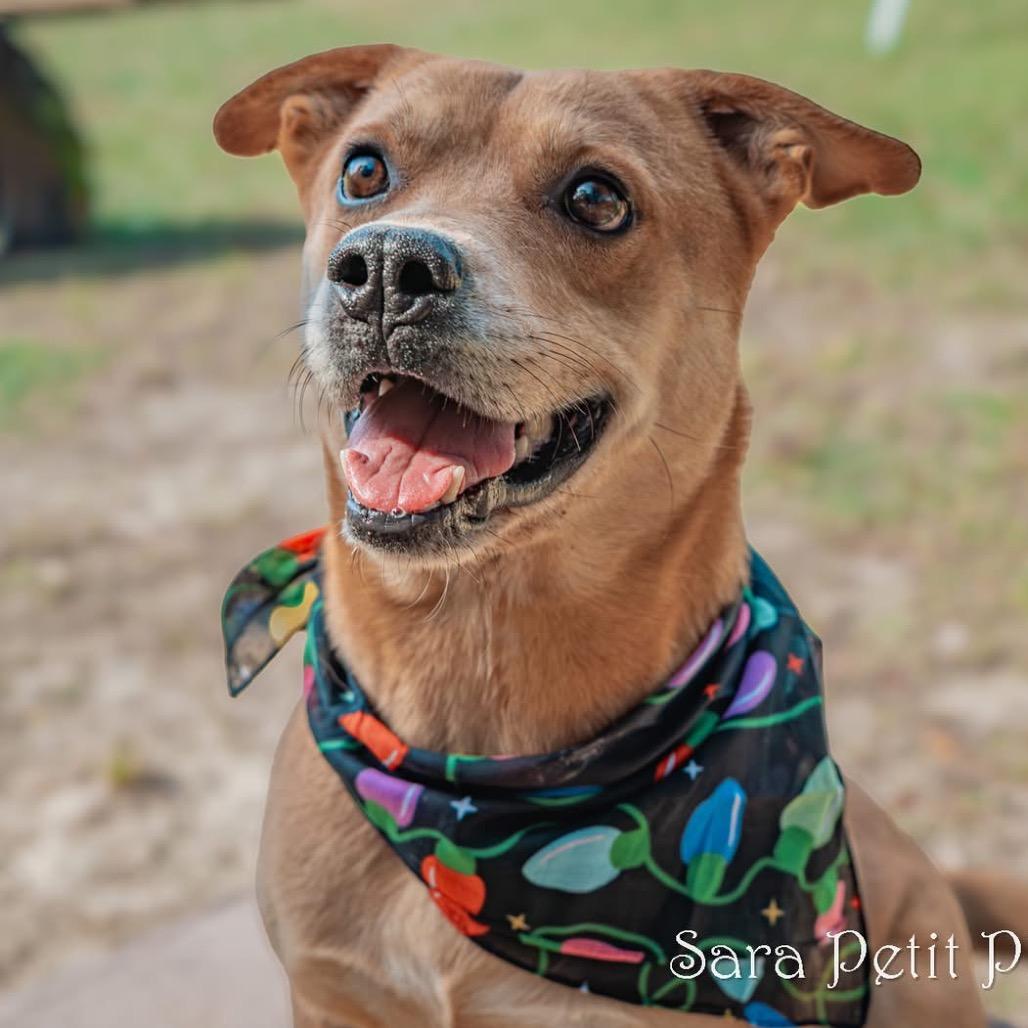 Elijah, a Adoptable Mixed Breed in Milton, FL image 4/6