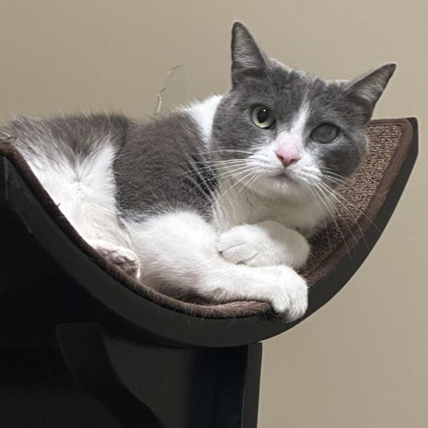 Chihiro, Adoptable, Adult Female Domestic Short Hair.