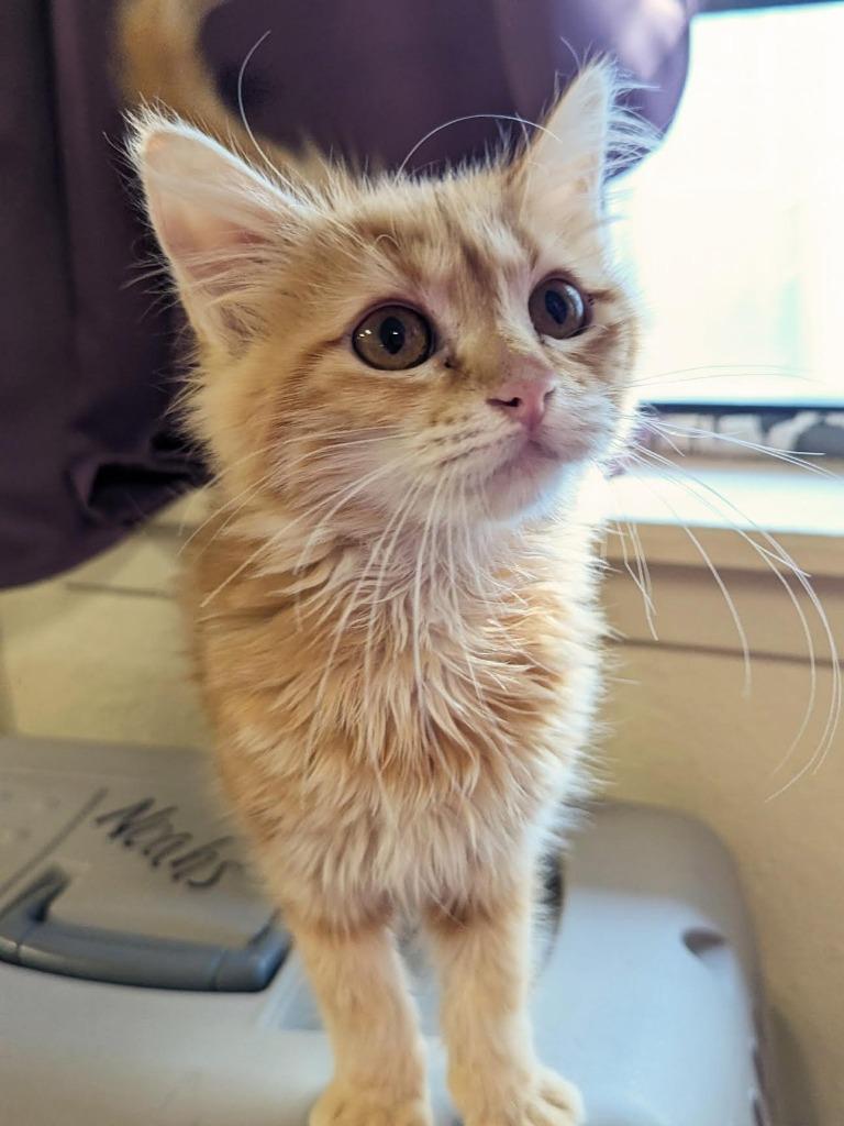 Enlarge Mango, a Adopted mixed breed in Richland Hills, TX image 1/1