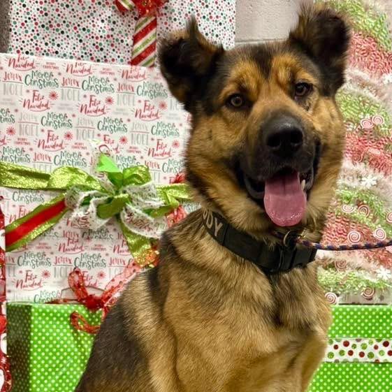 Teddy, Adoptable, Adult Male German Shepherd Dog & Mixed Breed.